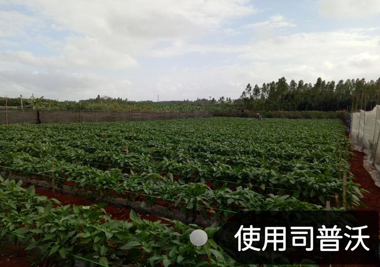 水溶肥的神奇奧秘，作物黃化也能治