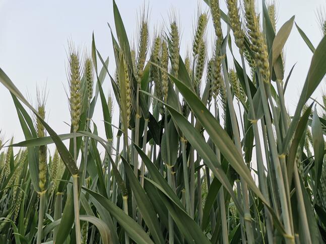 小麥?zhǔn)裁磿r(shí)候打葉面肥好