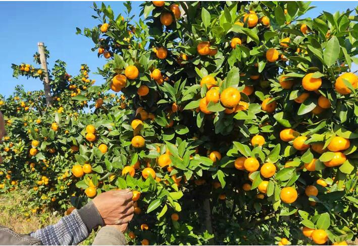 水溶肥廠家告訴你，腐植酸水溶肥有什么用
