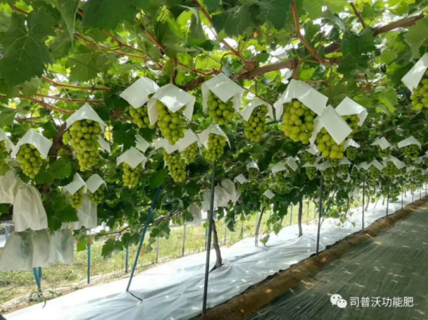 解密磷酸二氫鉀作用技巧，有些技巧你還真的不知道