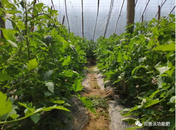 快扔掉控旺藥吧！“它”能起到控旺的作用，不僅效果顯著，也沒(méi)有肥害！