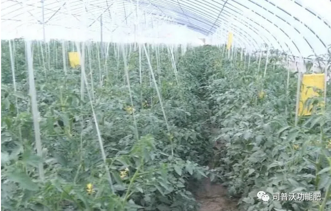 番茄卷葉不只是因為高溫和輪作那么簡單，葉片“向上卷”和“向下卷”也不一樣！