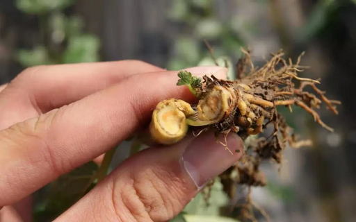 葡萄根腐病怎么辦？別擔(dān)心，司普沃赫蔓微生物菌劑能有效解決！