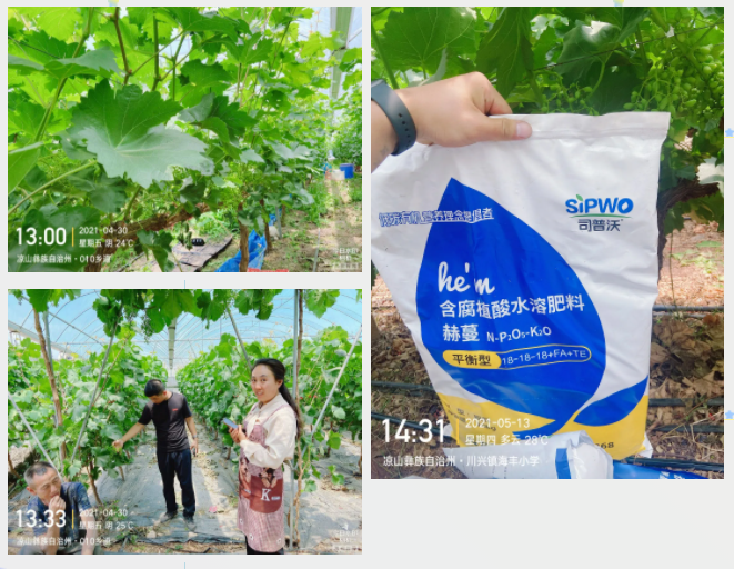 “氮、磷、鉀”三要素，你真吃透了嗎？