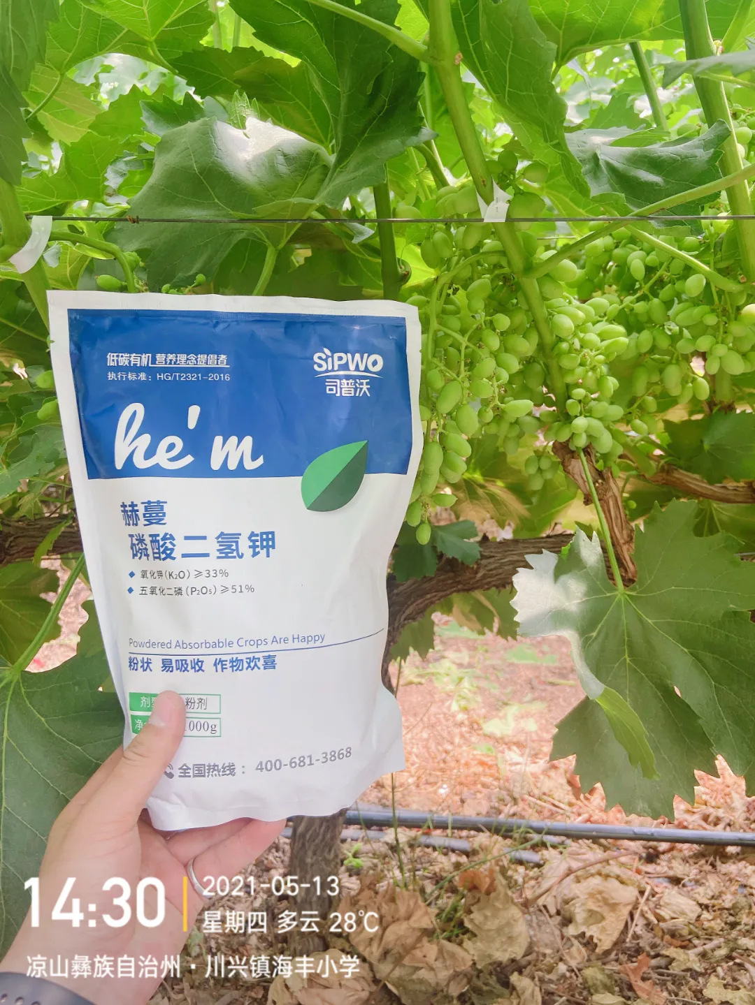 磷酸二氫鉀的辨別真假現(xiàn)場，99%以上是假貨！