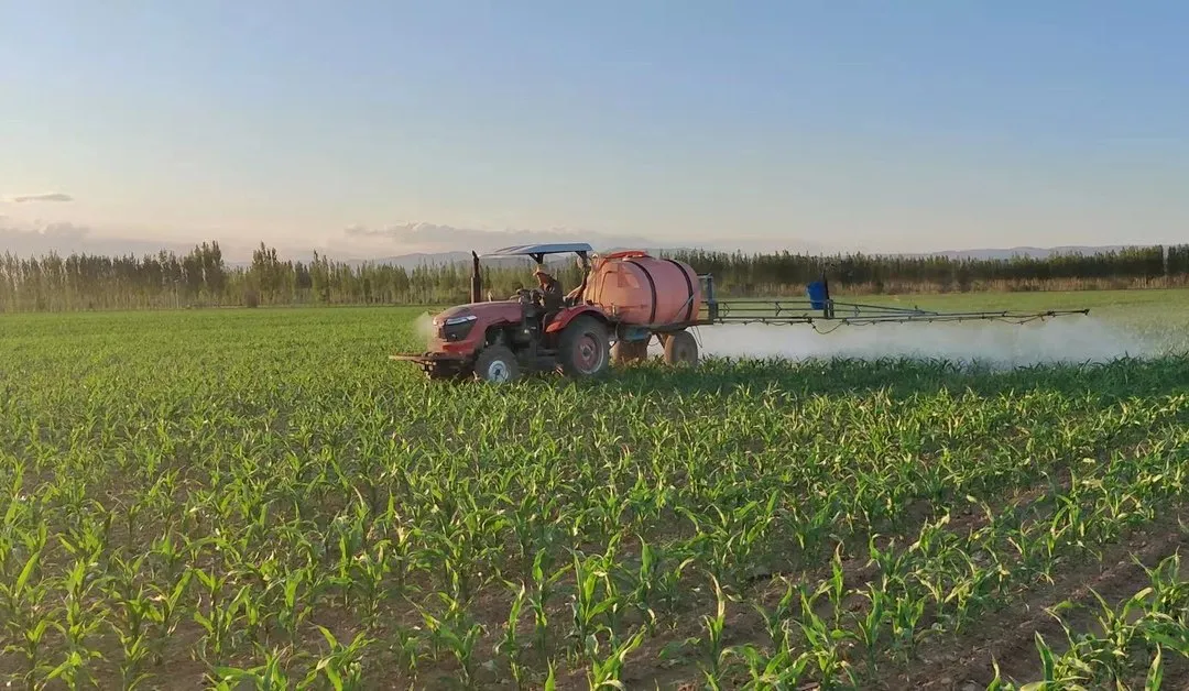 如何防止玉米倒伏？做好這三點*關(guān)鍵！??！