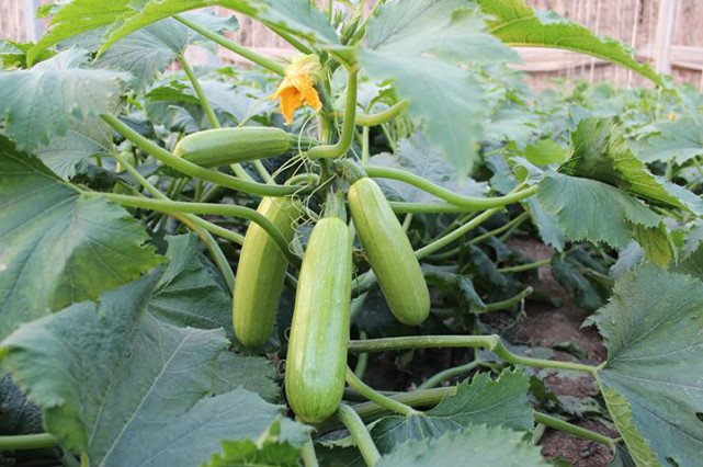 西葫蘆死苗，不知道是什么原因，司普沃來幫您！