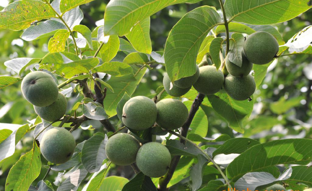 核桃早期落果，降低收益，怎么辦？