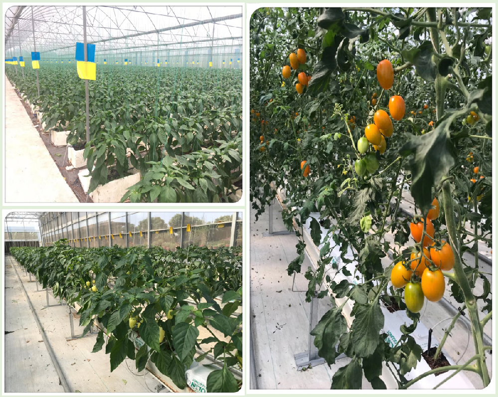 番茄早疫病害怎么辦！原來是這個原因