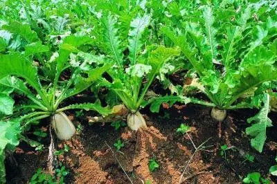 白蘿卜種植技術與管理方案