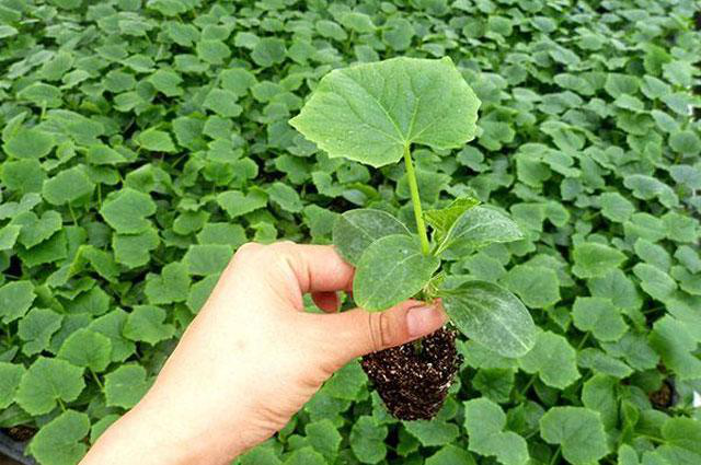 越夏黃瓜旺長徒長怎么辦?司普沃教您一招有效解決。