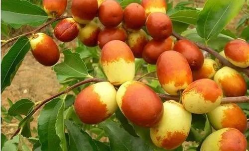 棗樹出現(xiàn)裂果，是什么原因，來聽聽司普沃是怎樣說的