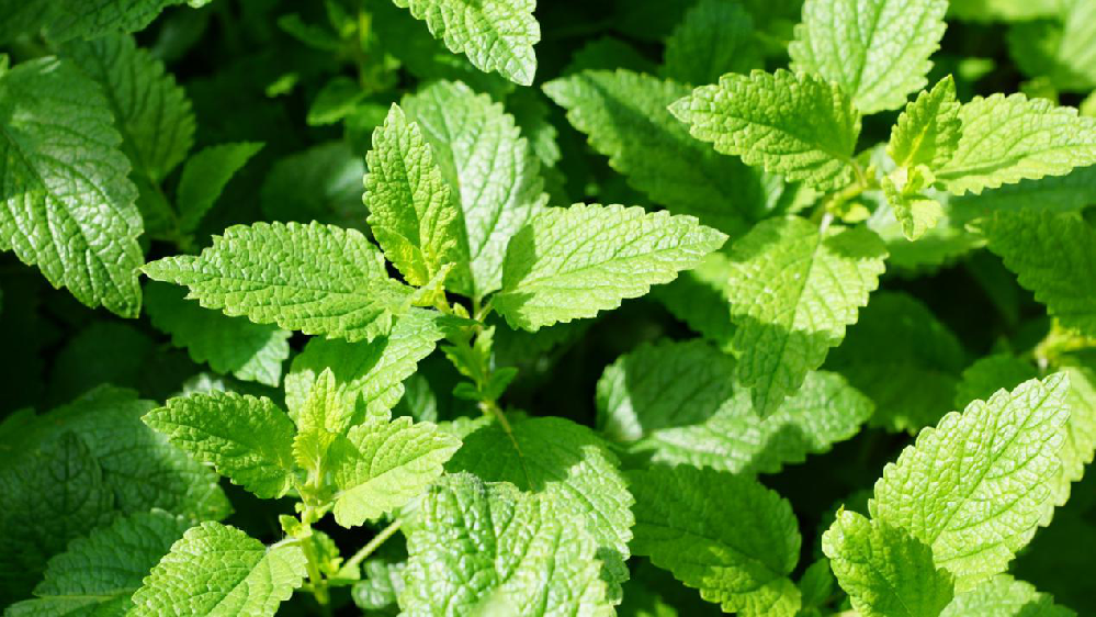 薄荷該怎樣提高產(chǎn)量，司普沃來為大家科普高產(chǎn)種植技術(shù)