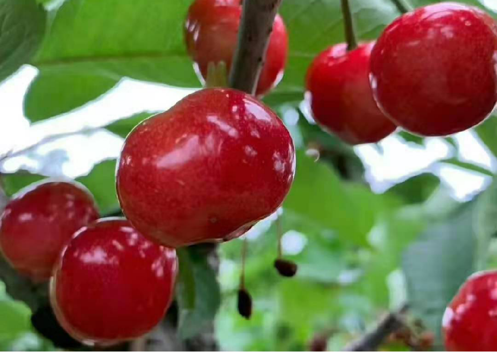 大櫻桃采收后如何管理，來看看司普沃的這篇文章