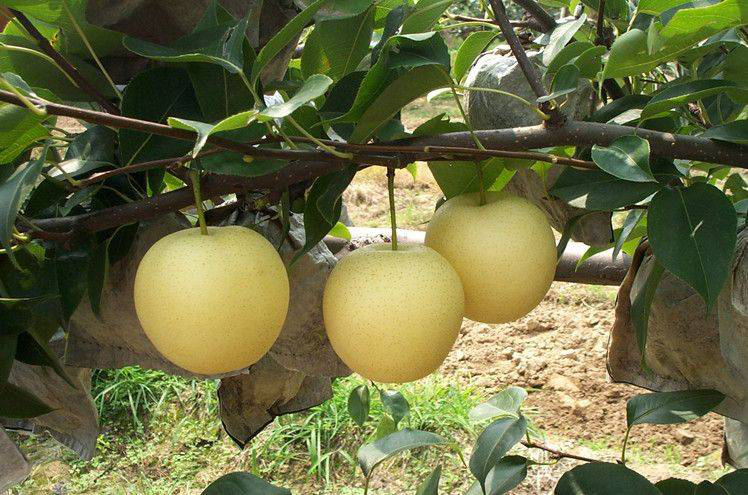 黃冠梨發(fā)生雞爪病，不知道發(fā)病原因和預(yù)防措施，來看看司普沃的這篇文章