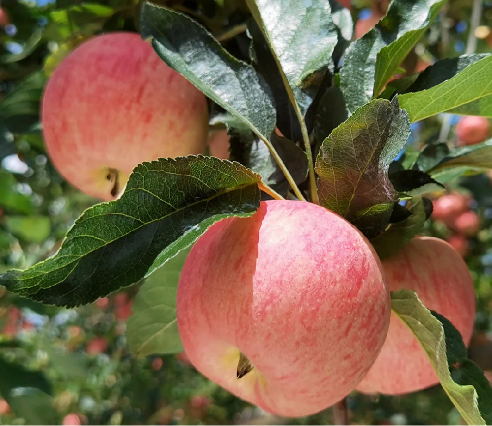 蘋果進(jìn)入二次膨大期，不知道該怎樣施肥，司普沃來幫助大家