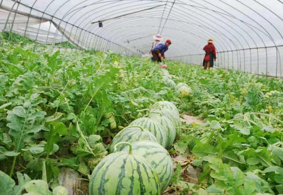 要想提高嫁接西瓜品質(zhì)，得知道這個關(guān)鍵技術(shù)