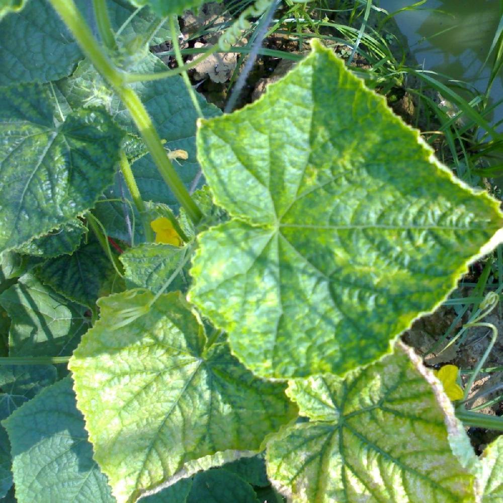 黃瓜出現(xiàn)黃葉，找不到病因，司普沃教您從這3方面查找