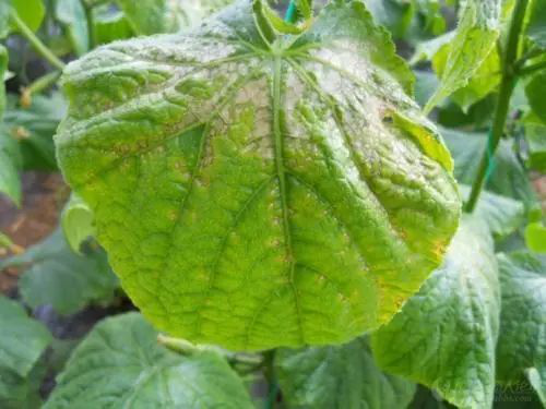 出現(xiàn)肥害的原因有很多，應(yīng)該怎樣解決呢？速看司普沃這篇文章！