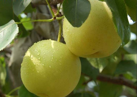 碭山酥梨糠化了，快與司普沃一起探究原因和解決方案吧！