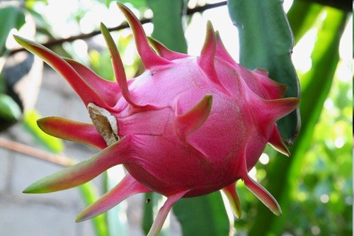 暴雨之后，火龍果園被淹！司普沃幫您進(jìn)行災(zāi)后補(bǔ)救