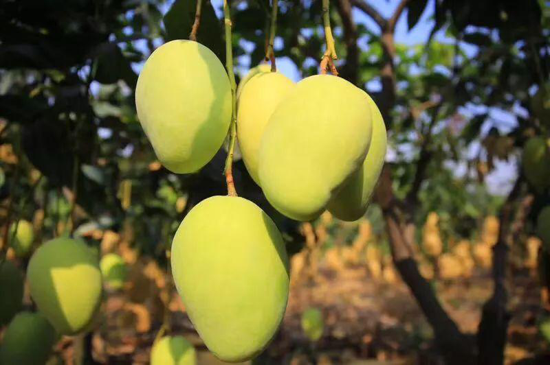 芒果落果嚴(yán)重，卻又得不到解決？司普沃來(lái)幫忙