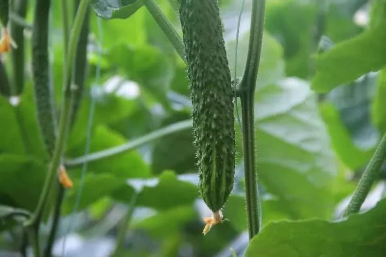 棚室黃瓜出現(xiàn)徒長(zhǎng)的原因是什么？該如何控制？速看司普沃這篇文章