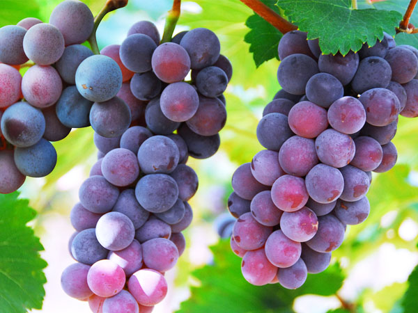 葡萄轉(zhuǎn)色期，突遇到返青怎么辦？司普沃幫您有效解決