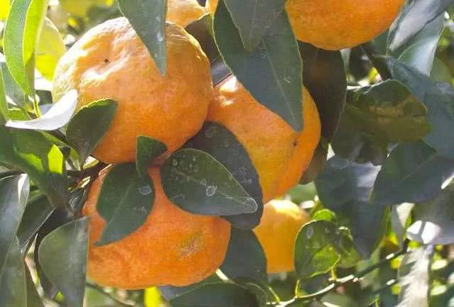 柑橘出現(xiàn)浮皮果，怎么辦？司普沃來幫您！