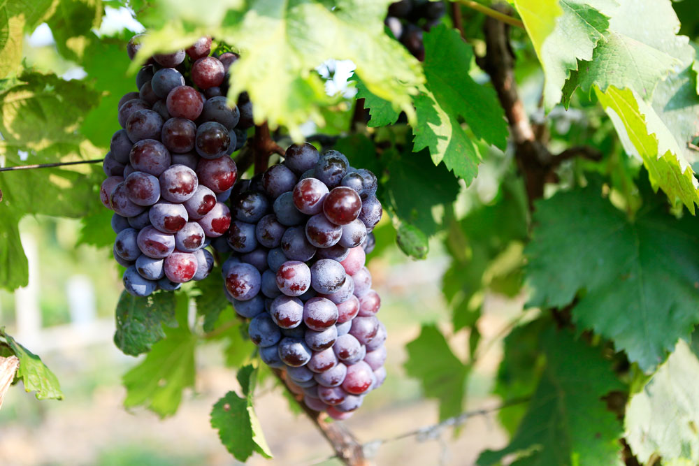 如何促進(jìn)葡萄著色，司普沃教您幾招，速看！