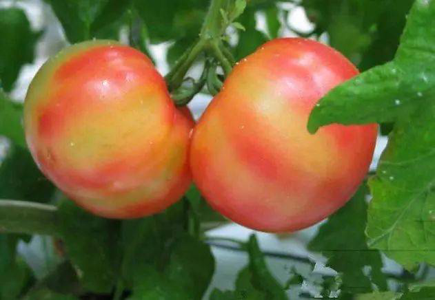 注意！秋茬西紅柿轉(zhuǎn)色不好，啥原因？速看司普沃這篇文章