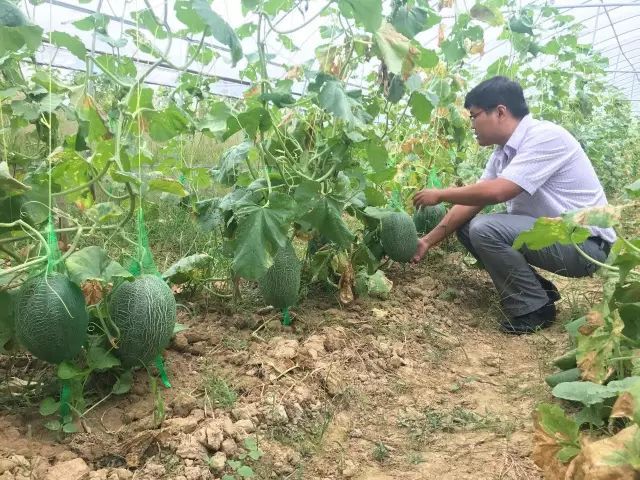 哈密瓜白粉病嚴(yán)重？如何進(jìn)行防治？司普沃為您解答