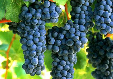 葡萄采收前一定要補(bǔ)充鈣，為什么呢？快與司普沃一起來看看