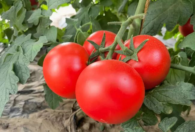 番茄定植前，防死棵需注意的幾個方面，與司普沃一起來看看