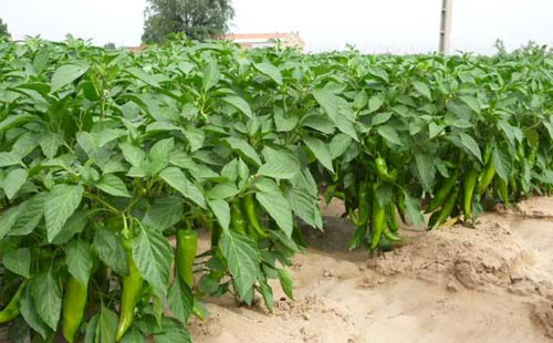 辣椒炭蛆病嚴(yán)重化，如何進(jìn)行有效防止？司普沃給出了答案