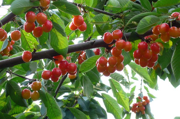 進(jìn)入到秋季，櫻桃一定要預(yù)防早期落葉，與司普沃一起來了解一下