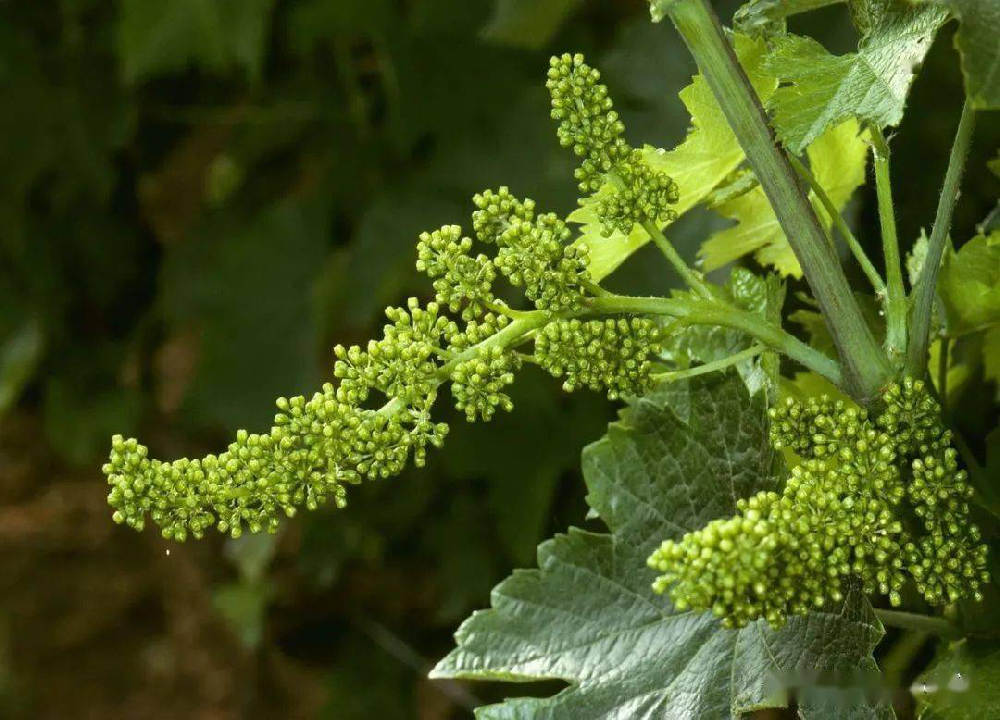 葡萄的花芽分化過程和管理，你了解多少呢？快與司普沃一起來看看