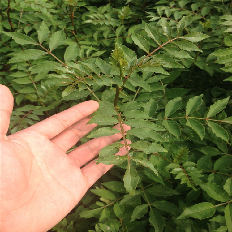 花椒根腐病如何防治？司普沃教您一招輕松解決