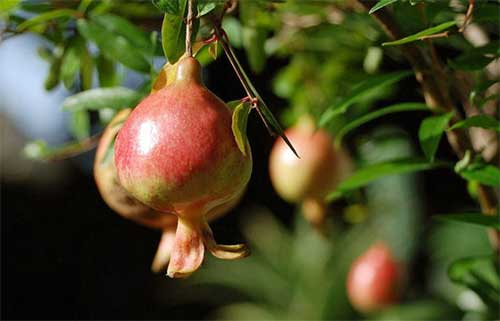 番石榴立枯病（干枯?。┰趺捶乐?？司普沃為您解決