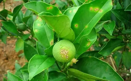 柑橘疫霉病有哪些癥狀？疫霉病發(fā)病原因是什么？司普沃為您解答