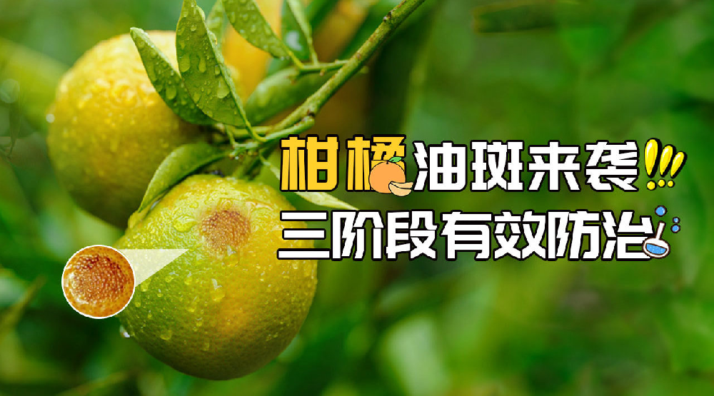司普沃淺談柑橘油斑病的田間癥狀、誘發(fā)原因及預(yù)防措施