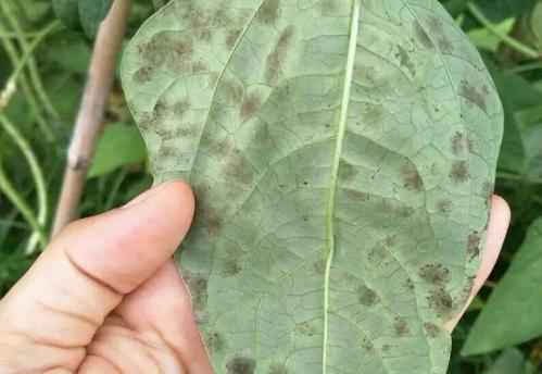 司普沃淺談豆角葉霉病的為害癥狀、發(fā)生原因及防治措施