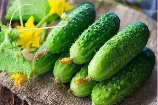 想要黃瓜優(yōu)質(zhì)生長(zhǎng)，需要考慮哪些因素，與司普沃一起討論討論