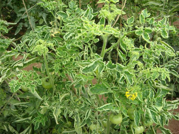 西紅柿卷葉是什么原因？應(yīng)該怎樣防治？與司普沃一起來(lái)看看