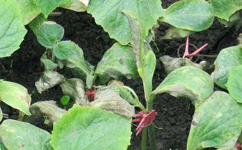 司普沃淺談茄子早疫病的發(fā)生癥狀、發(fā)病規(guī)律及綜合防治措施