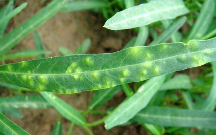 司普沃淺談空心菜白銹病的癥狀、病原、發(fā)生規(guī)律及防治技術(shù)