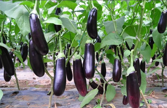 大棚茄子畝產(chǎn)4萬斤，是怎么做到的呢？來看司普沃有什么好方法