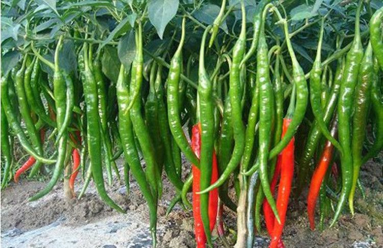 溫室大棚辣椒出現(xiàn)死棵，趕快找原因和方法！司普沃幫您減少損失