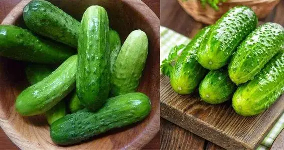 黃瓜秧子細需要施用什么肥？如何施用？司普沃為您解答