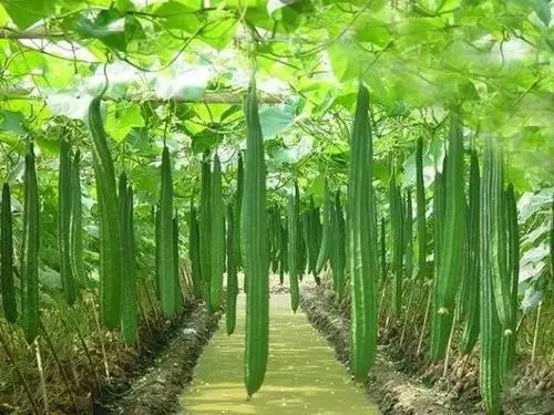 司普沃淺談絲瓜病毒病發(fā)病原因及防治技術